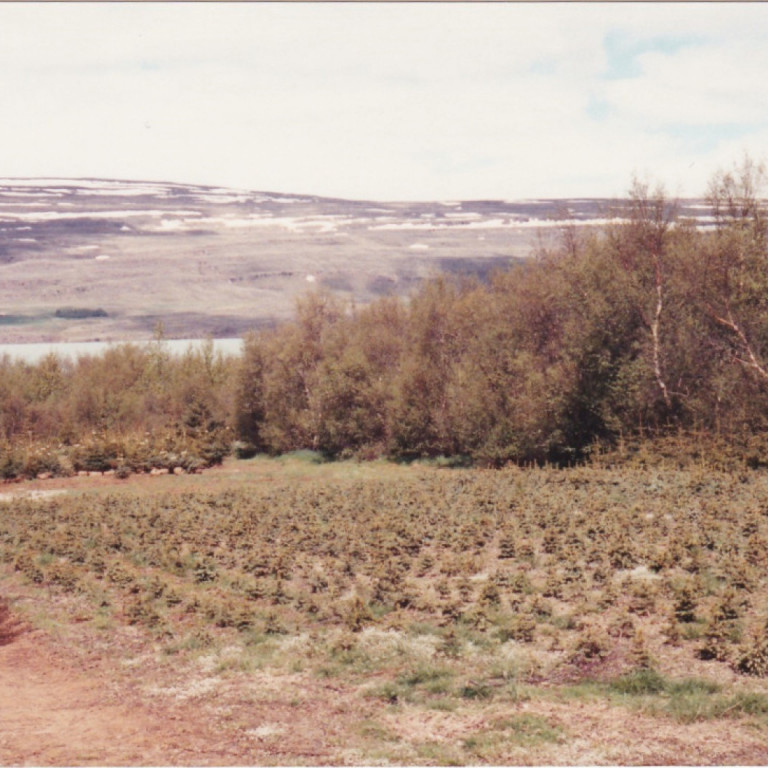 Í Hallormsstaðarskógi