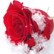 Fyrsta fréttabréf starfsársins (6/2013)