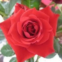 40 ára afmæli Delta Kappa Gamma á Íslandi