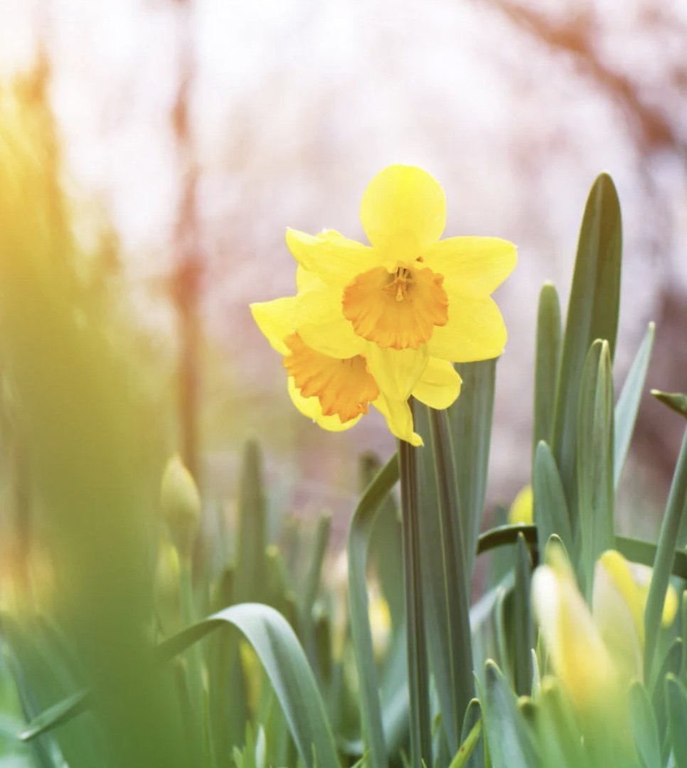 Dagskrá vorannar 2026