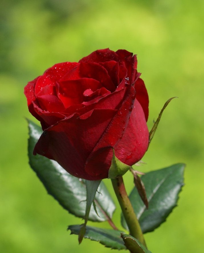 Frú Vigdís Finnbogadóttir níræð