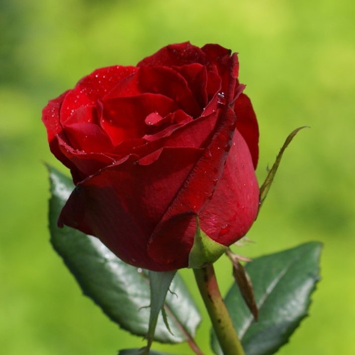 Frú Vigdís Finnbogadóttir níræð